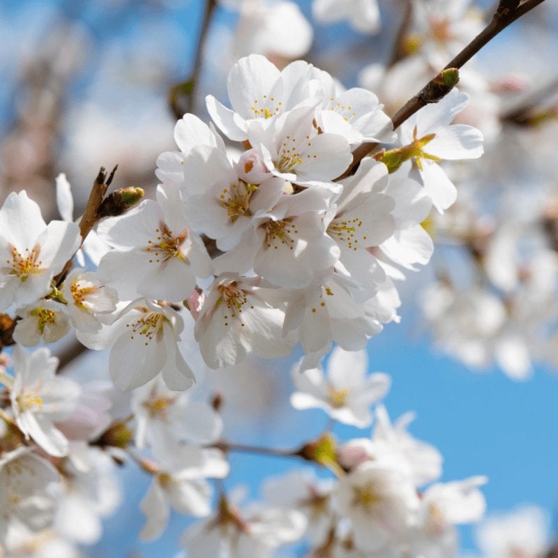white flowers