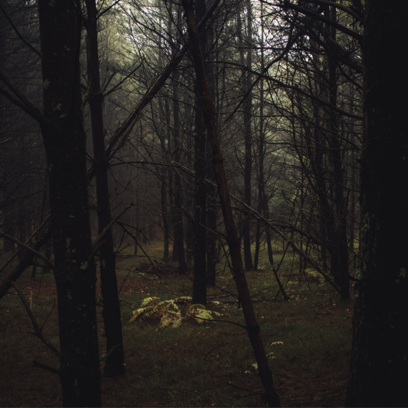 forrest